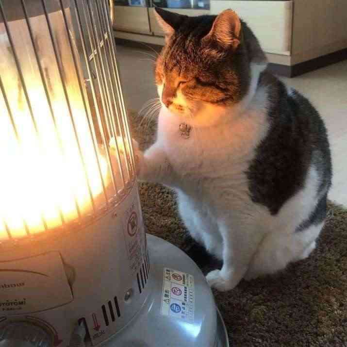 可愛い画像選手権