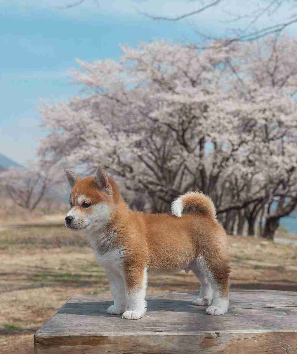 可愛い画像選手権