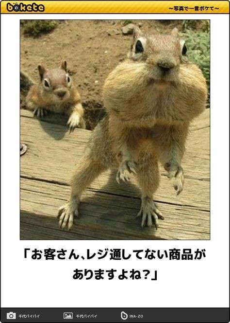 可愛い画像選手権