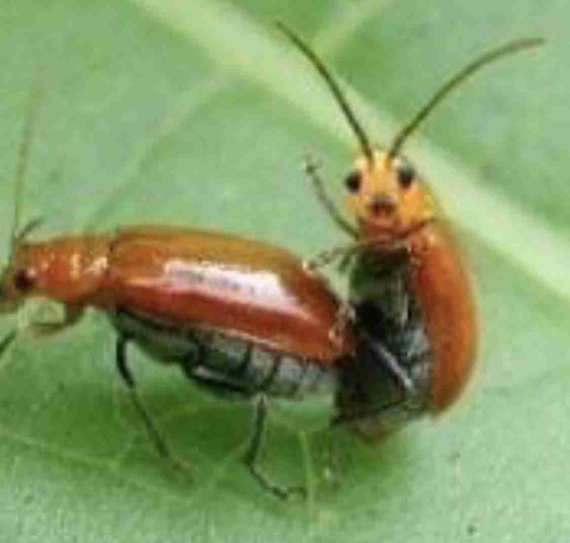 可愛い画像選手権