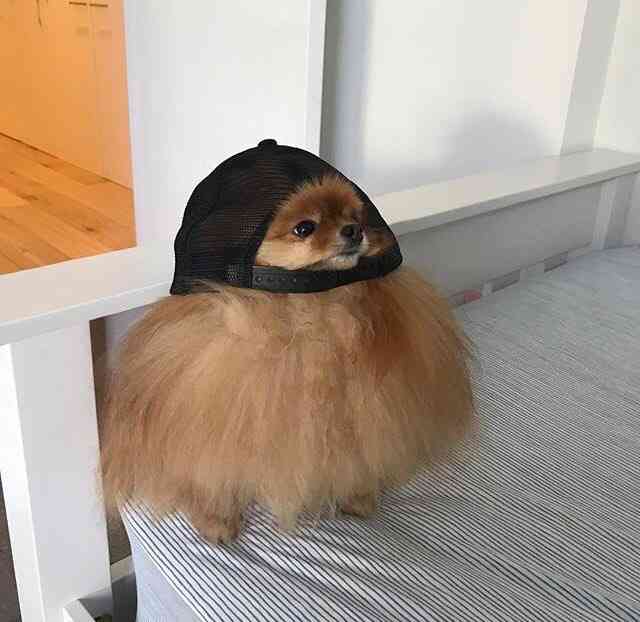 可愛い画像選手権