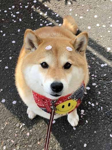 可愛い画像選手権