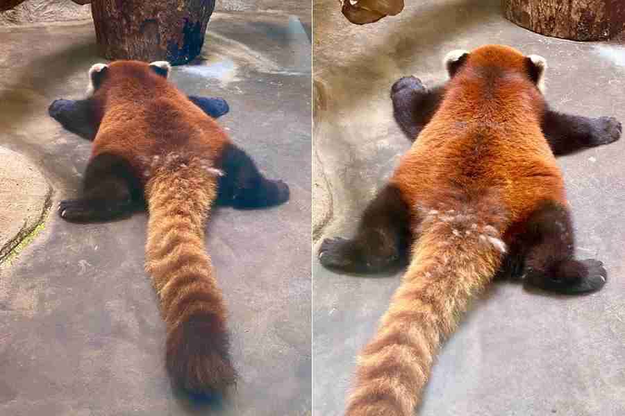可愛い画像選手権