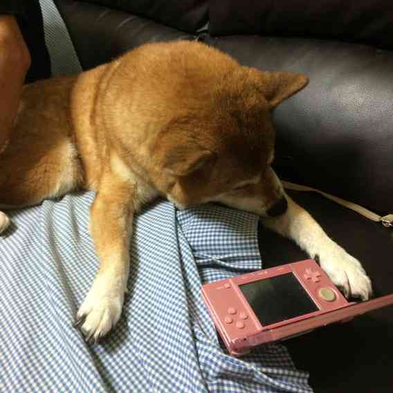 可愛い画像選手権