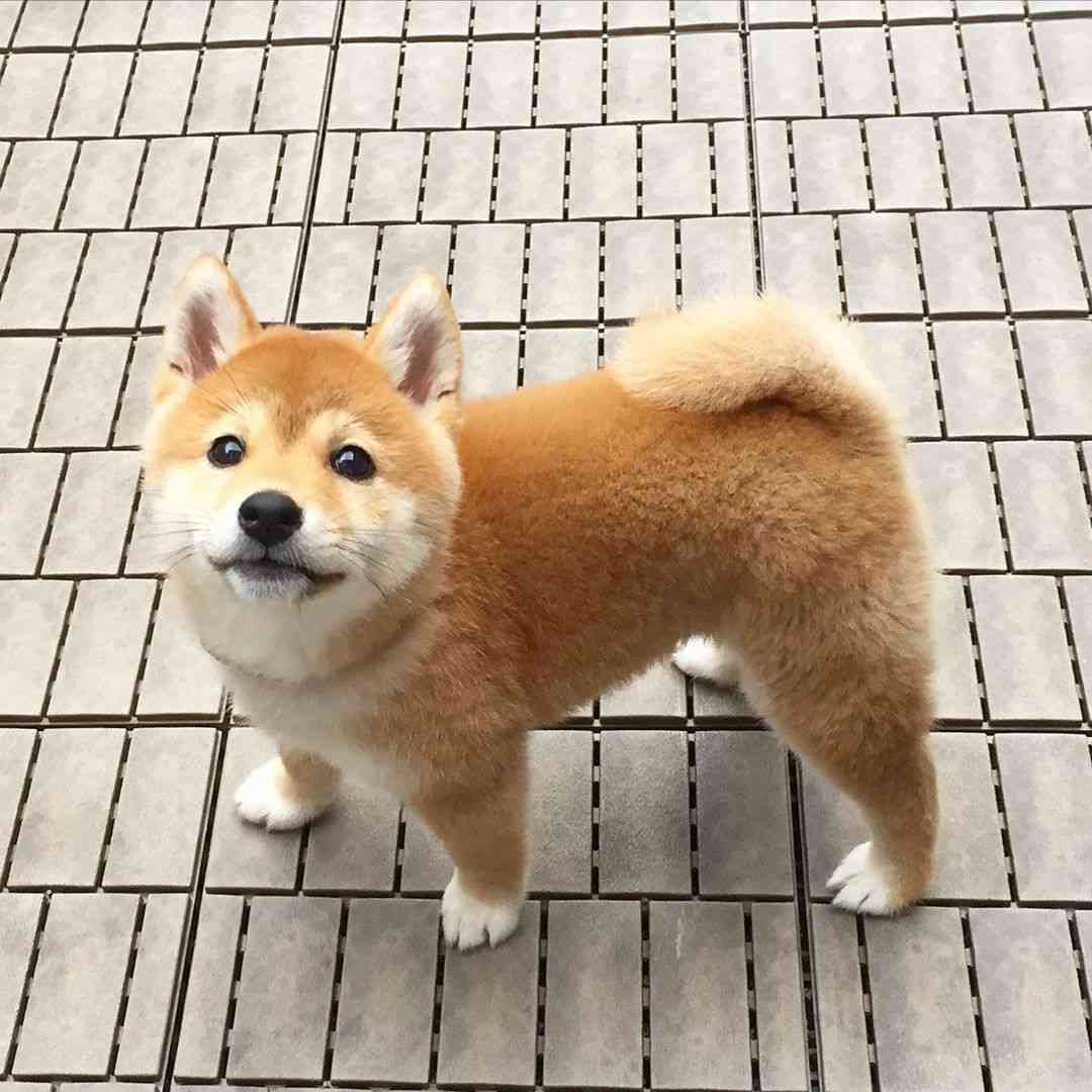 可愛い画像選手権
