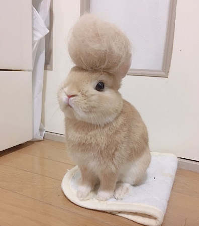 可愛い画像選手権