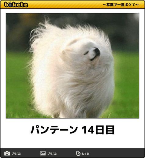 可愛い画像選手権