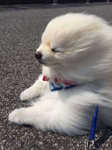 可愛い画像選手権