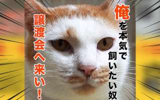 譲渡会でペットをお迎えした方いますか?