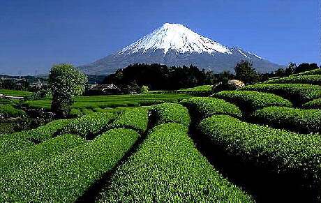 香典返しの茶葉を処分したい