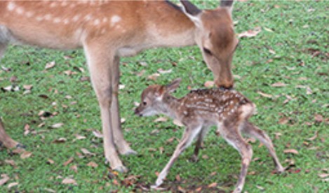 淡路島を語りたい！
