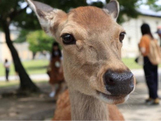 淡路島を語りたい！