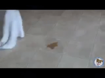 雑巾がけしてる人