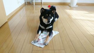 雑巾がけしてる人
