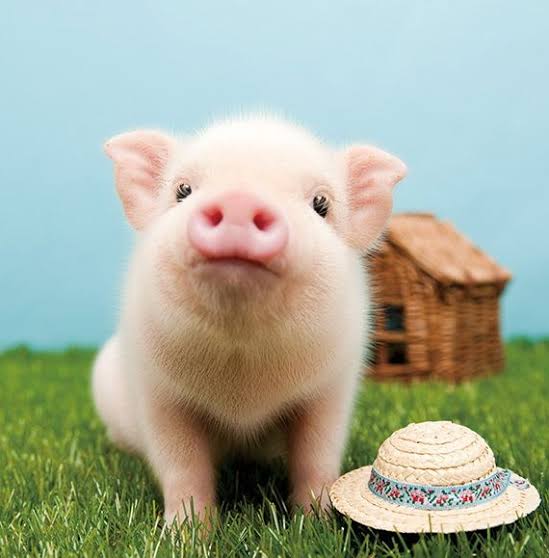 色々なミニブタの画像が見たい