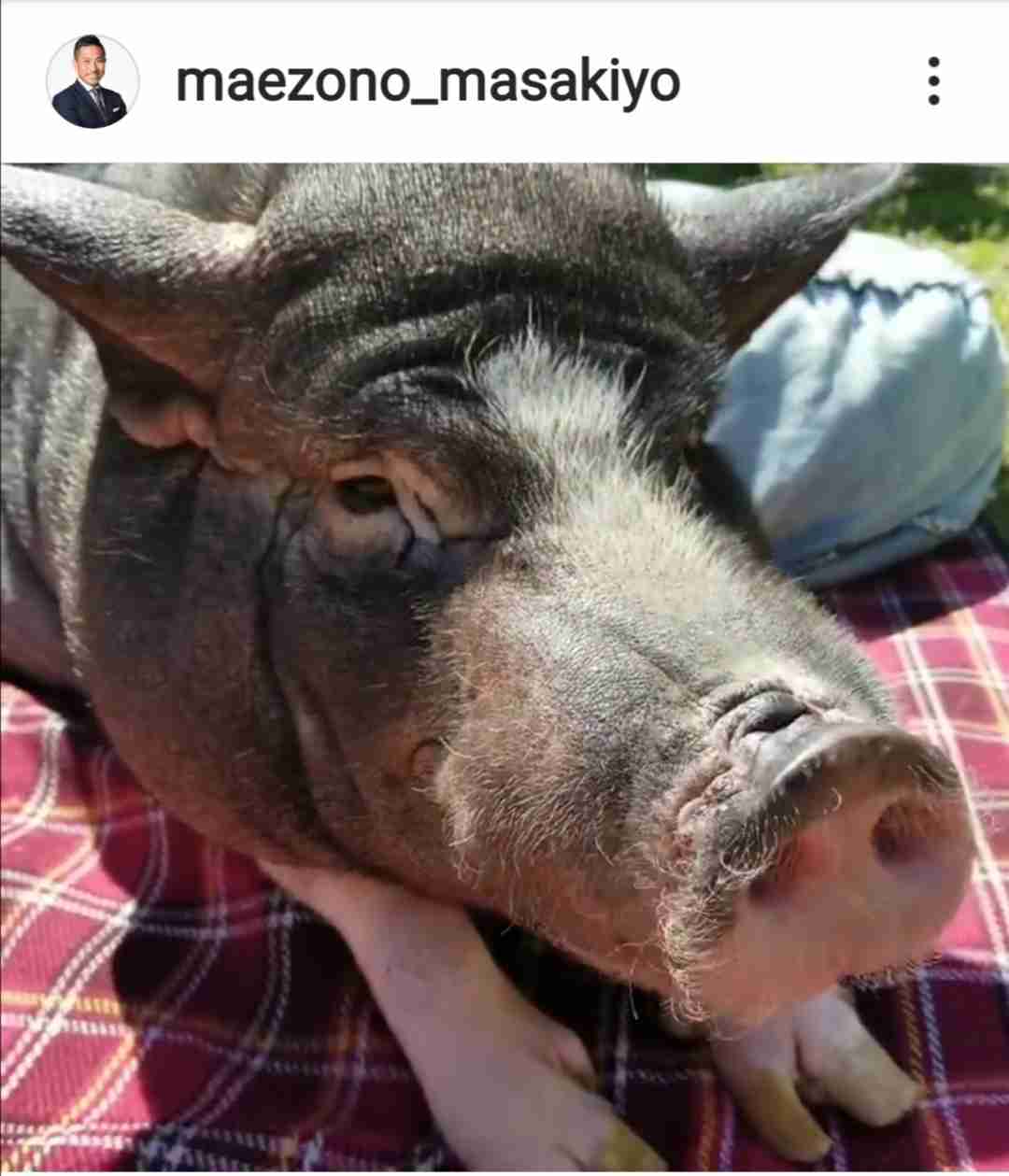 色々なミニブタの画像が見たい