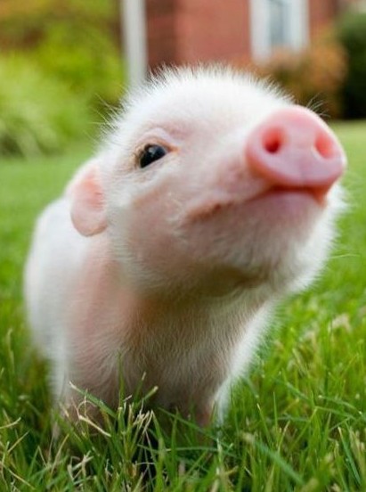 色々なミニブタの画像が見たい