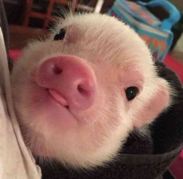 色々なミニブタの画像が見たい