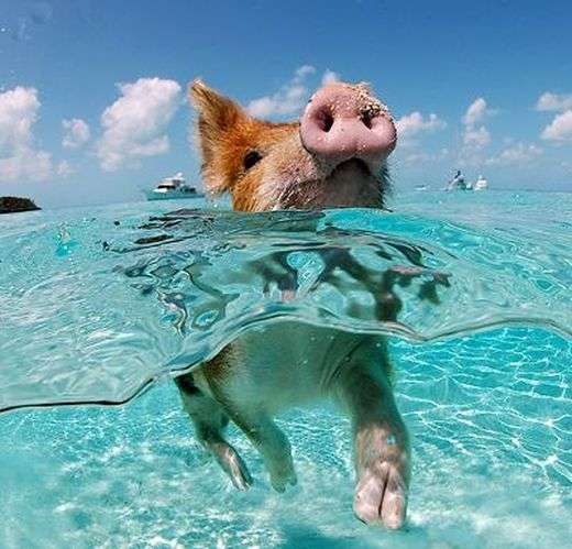 色々なミニブタの画像が見たい