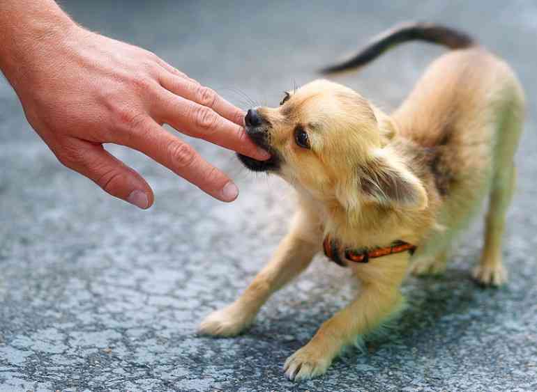マナーが悪い犬の飼い主にうんざりしている方