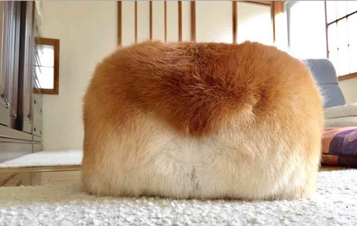 【食パン】コーギーが好きな人いますか？