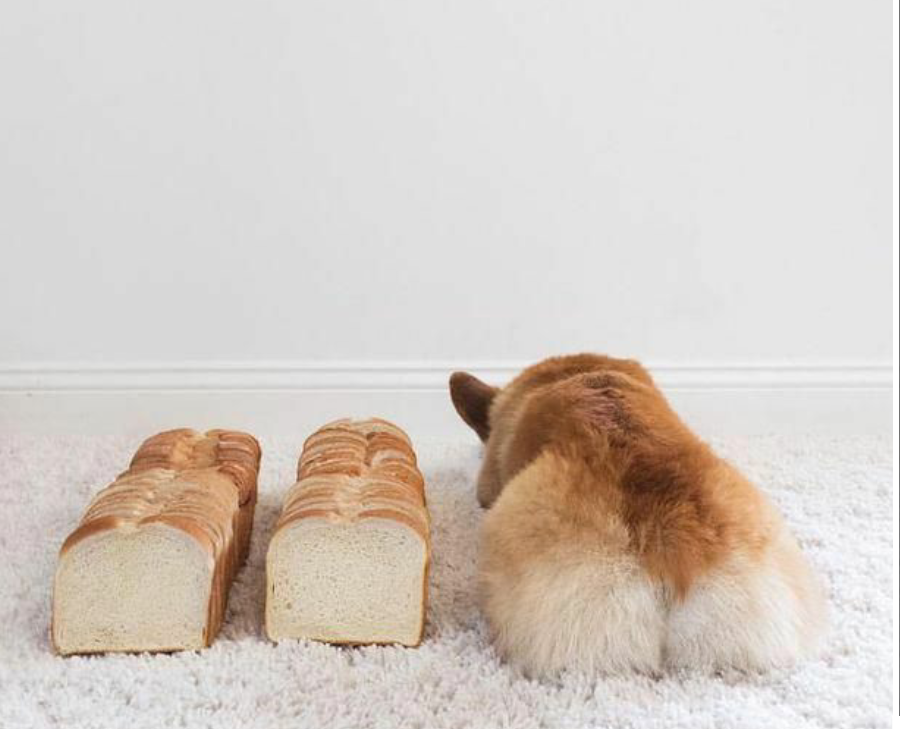 【食パン】コーギーが好きな人いますか？