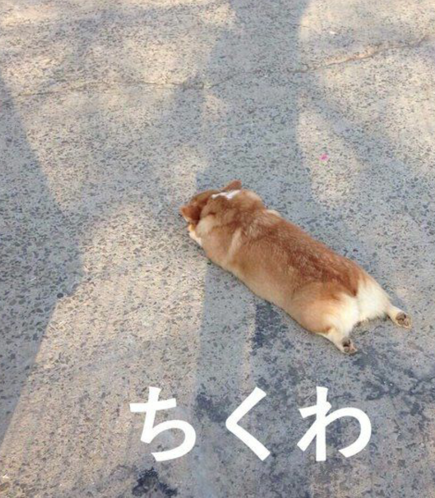 【食パン】コーギーが好きな人いますか？