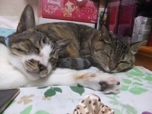 多頭飼いしている方にお話を聞きたい!