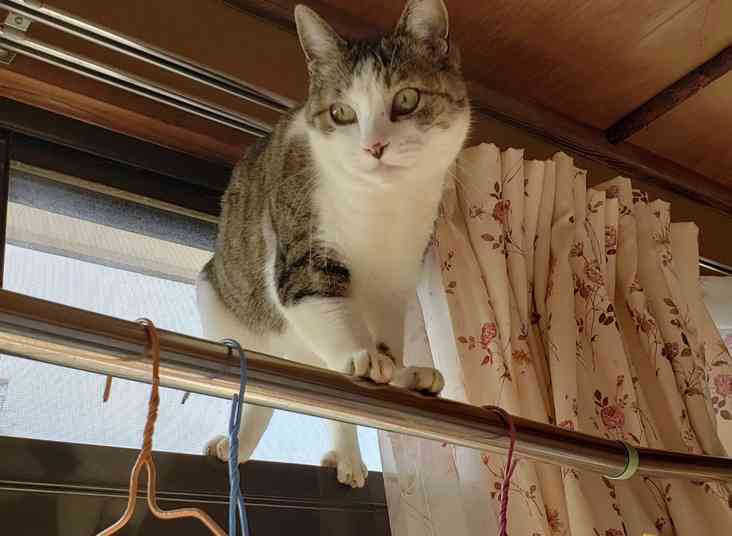多頭飼いしている方にお話を聞きたい!