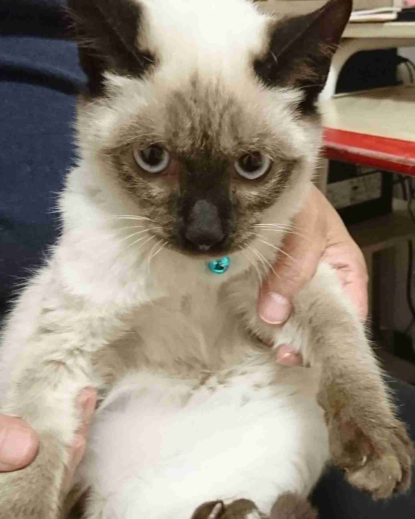 多頭飼いしている方にお話を聞きたい!