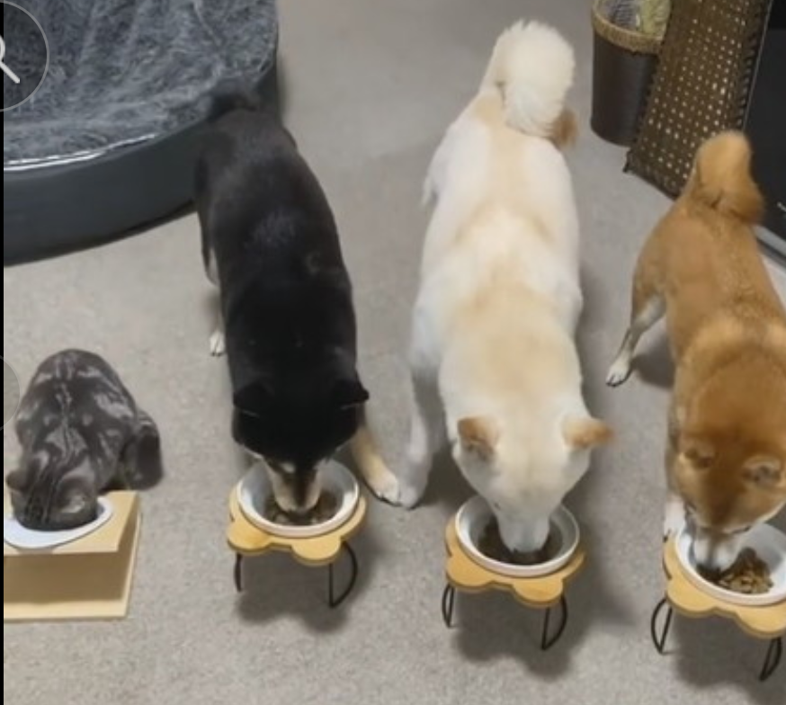 多頭飼いしている方にお話を聞きたい!