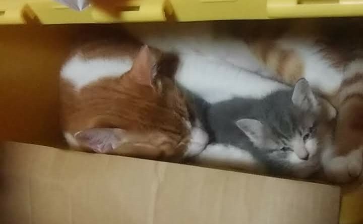 多頭飼いしている方にお話を聞きたい!