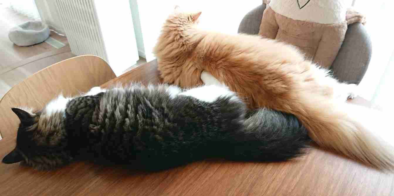 多頭飼いしている方にお話を聞きたい!