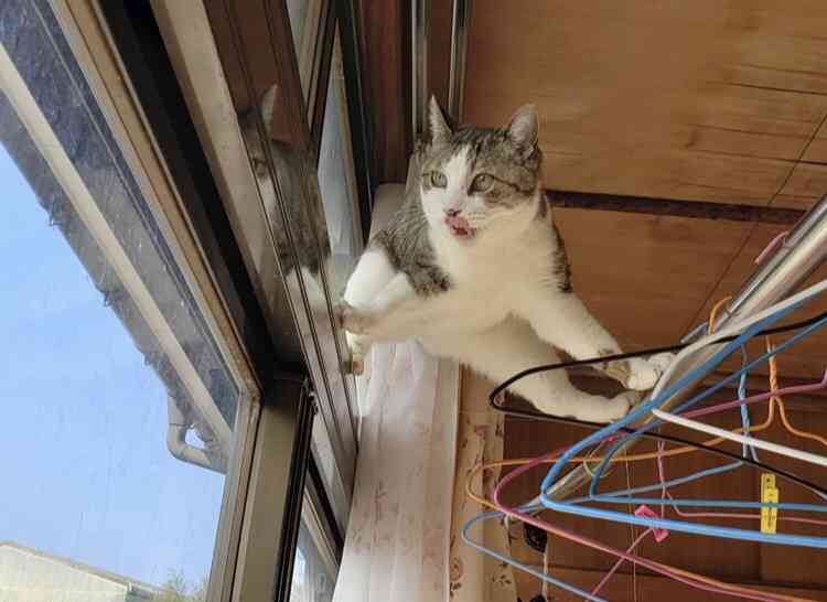 多頭飼いしている方にお話を聞きたい!