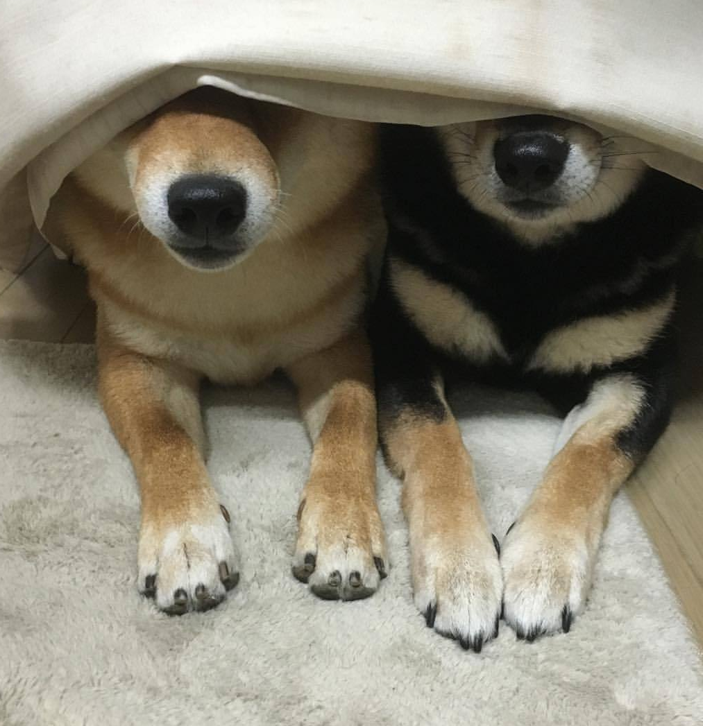 多頭飼いしている方にお話を聞きたい!