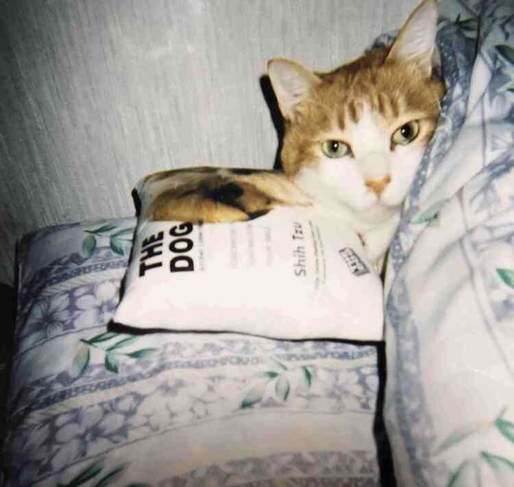 多頭飼いしている方にお話を聞きたい!