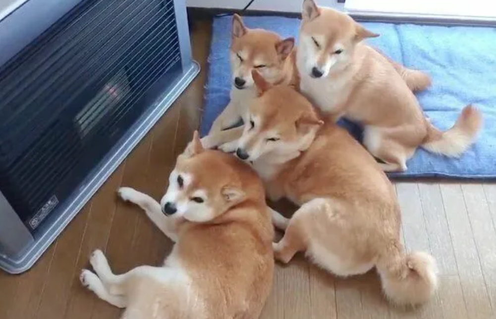 多頭飼いしている方にお話を聞きたい!