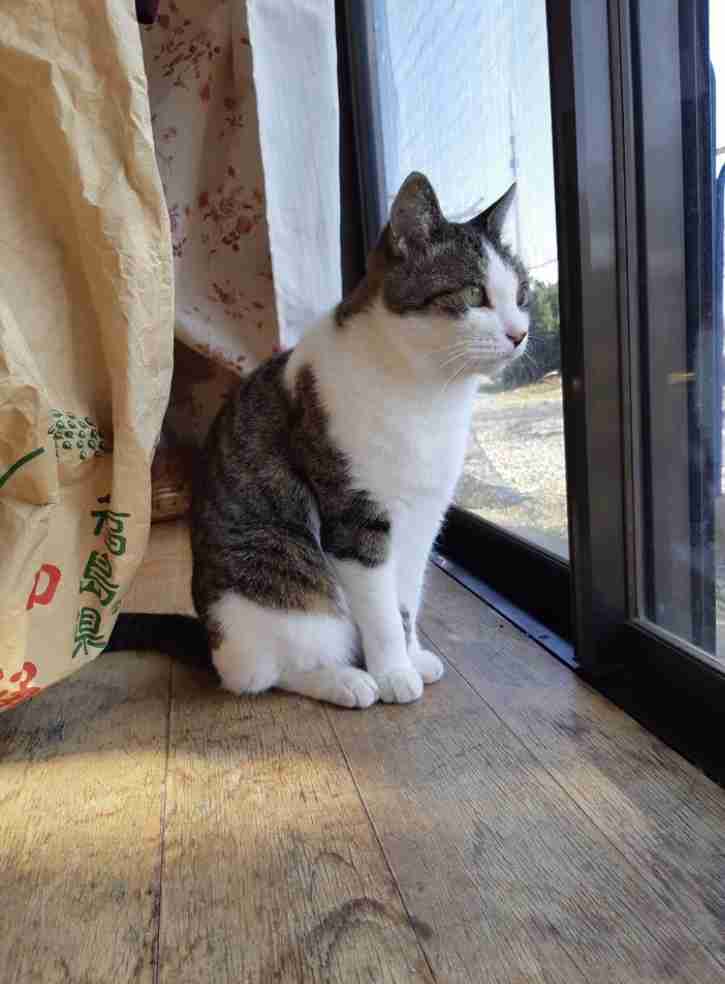 多頭飼いしている方にお話を聞きたい!