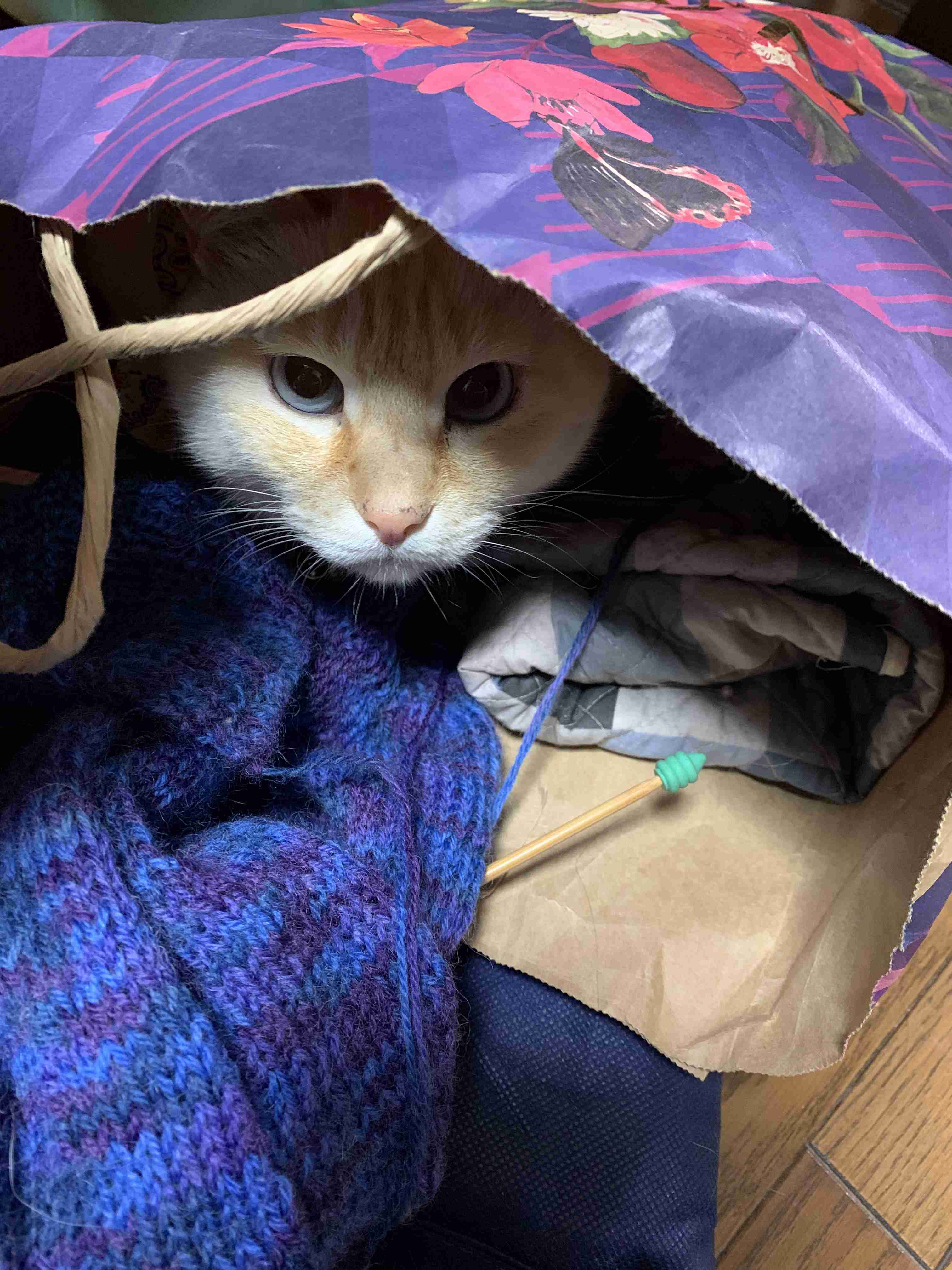 動物の一部分しか写ってない画像を貼るトピ