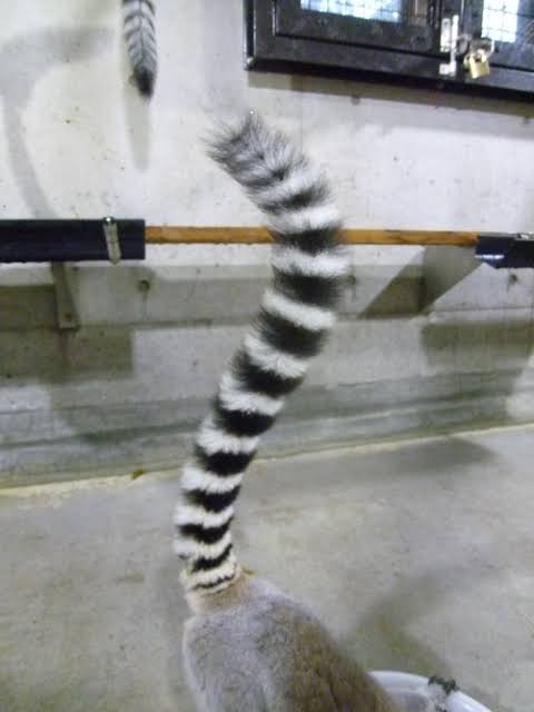 動物の一部分しか写ってない画像を貼るトピ