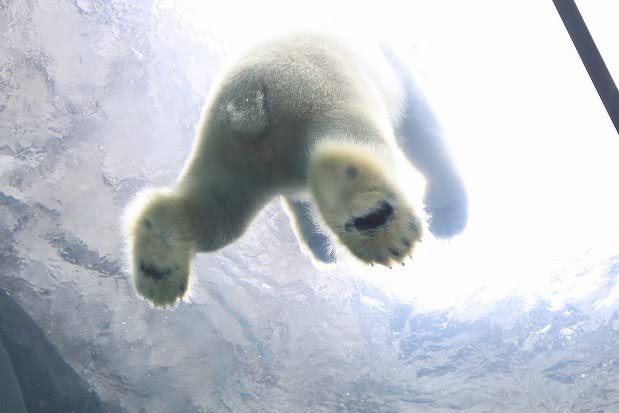 動物の一部分しか写ってない画像を貼るトピ