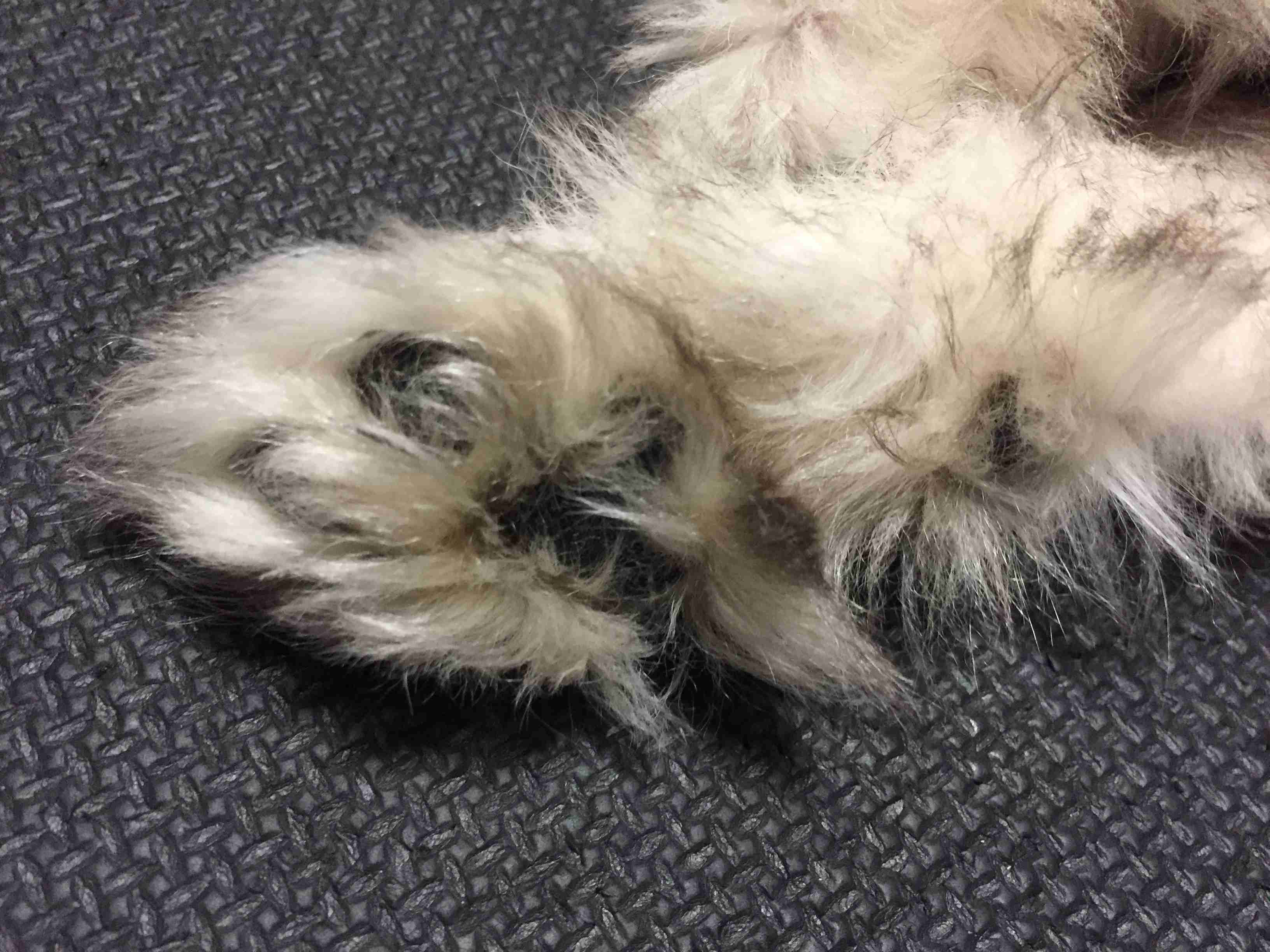 動物の一部分しか写ってない画像を貼るトピ