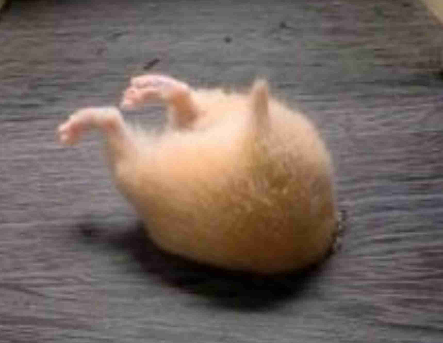 動物の一部分しか写ってない画像を貼るトピ