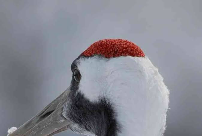 動物の一部分しか写ってない画像を貼るトピ