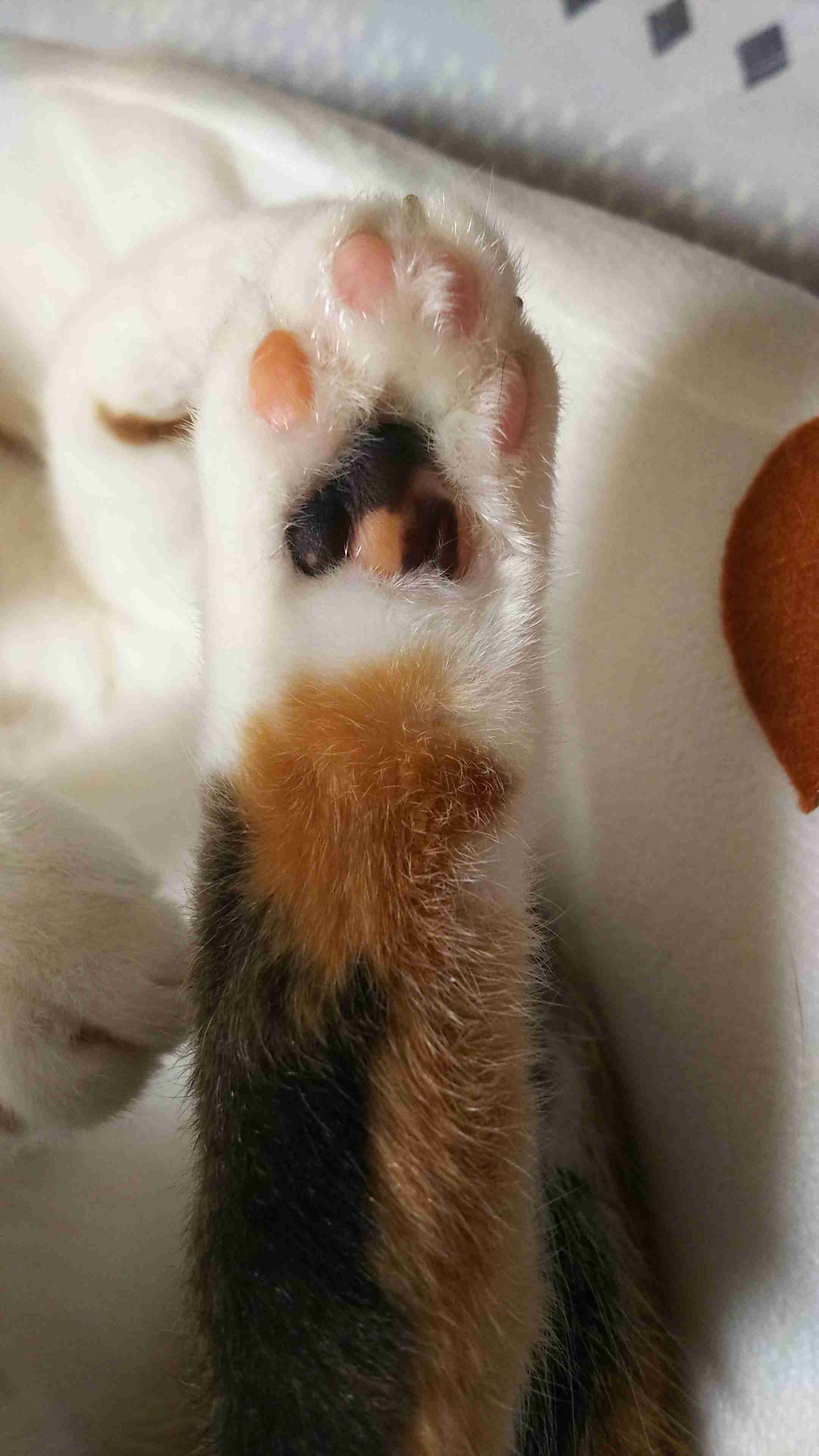 動物の一部分しか写ってない画像を貼るトピ