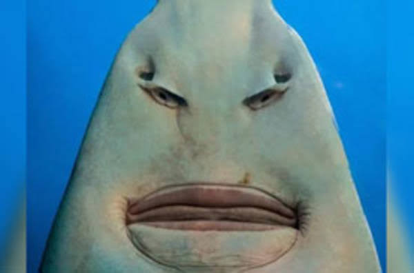 動物の一部分しか写ってない画像を貼るトピ