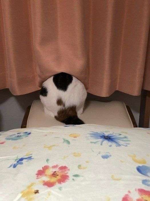 動物の一部分しか写ってない画像を貼るトピ