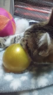 動物の一部分しか写ってない画像を貼るトピ