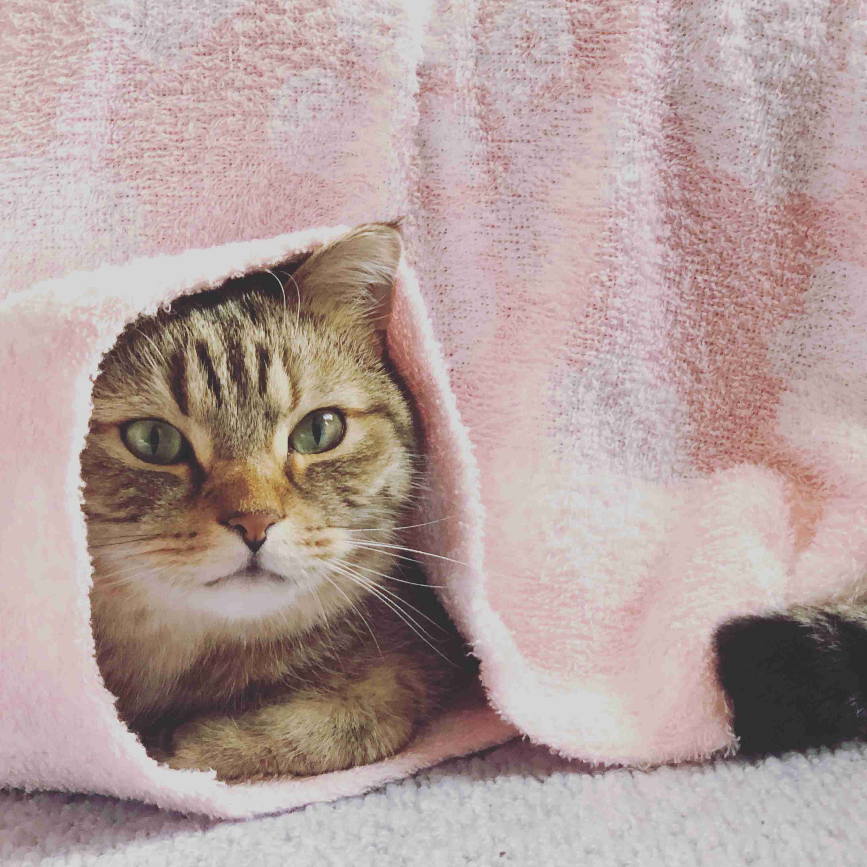 動物の一部分しか写ってない画像を貼るトピ