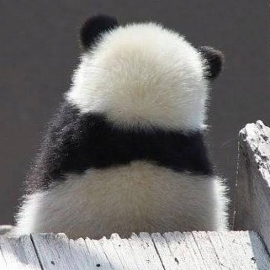 動物の一部分しか写ってない画像を貼るトピ